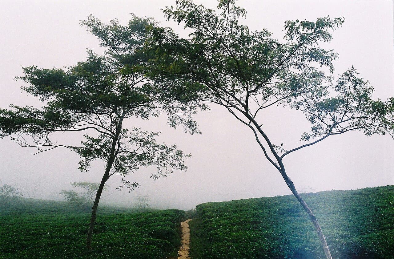 Cây cô đơn trên đồi chè Cầu Đất
