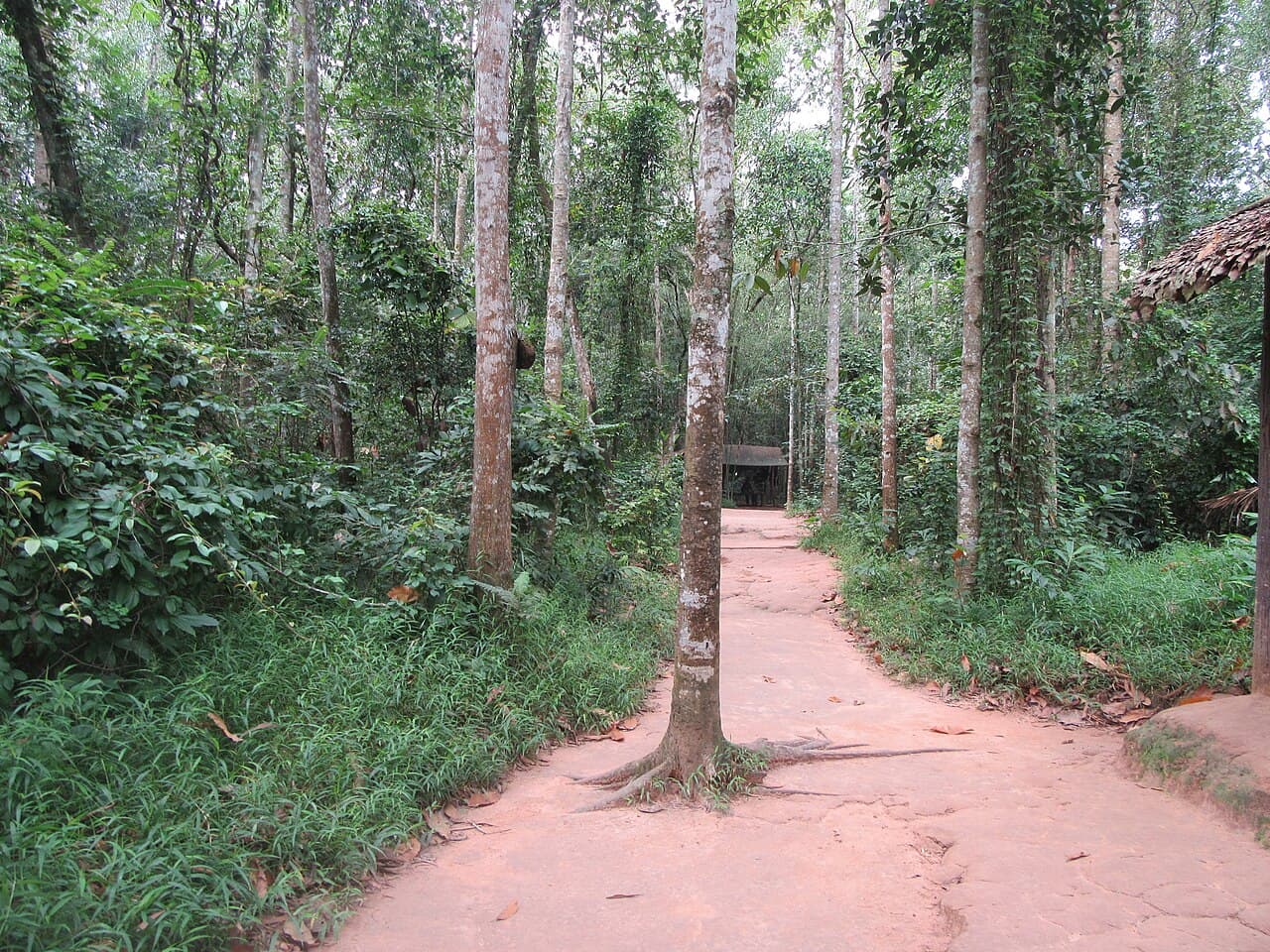 Rừng cây khu địa đạo Củ Chi